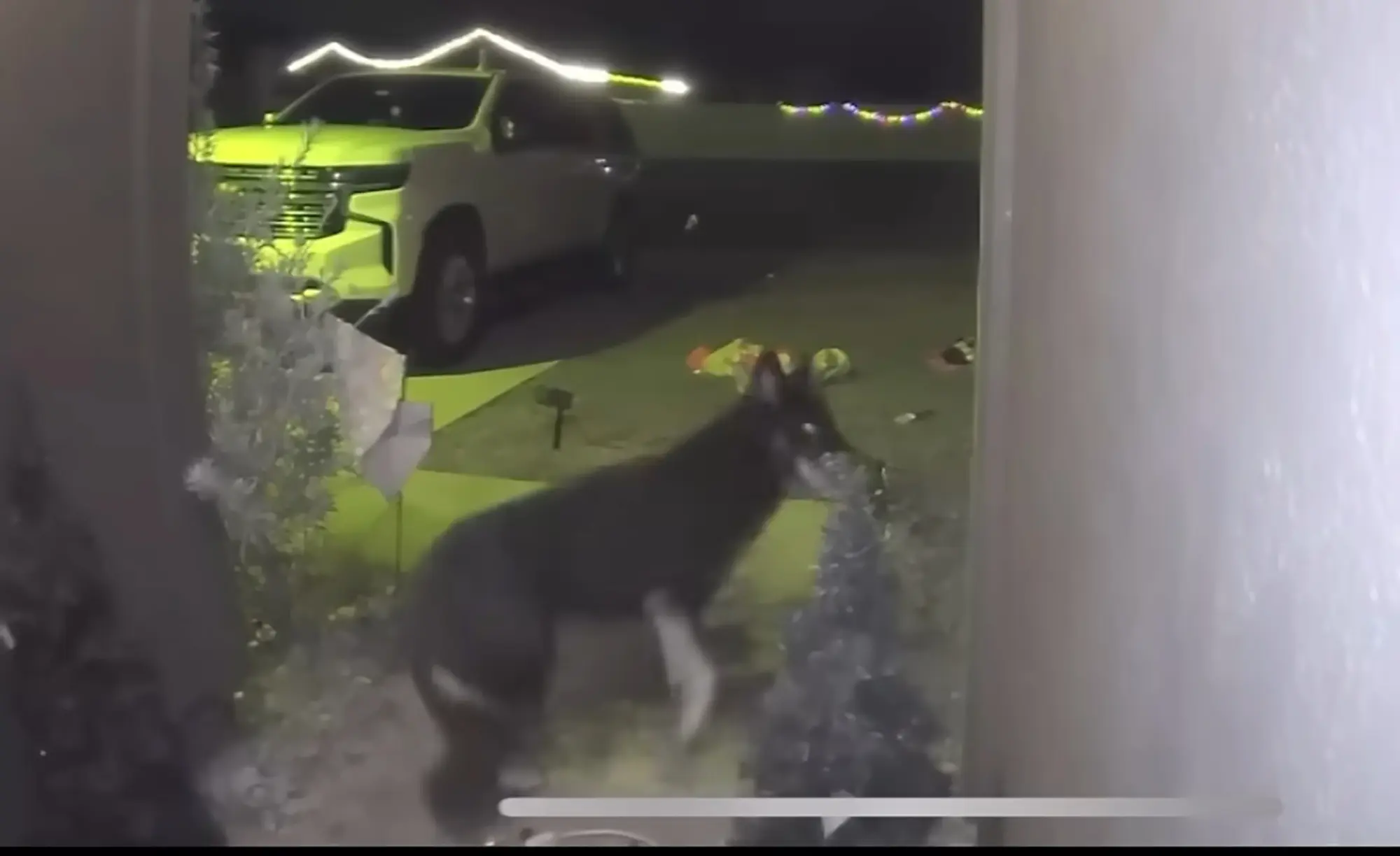Florida: Missing dog returns home on Christmas Eve, rings doorbell at 2 ...
