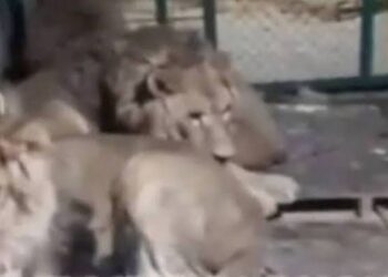 Watch: Zookeeper enters lion’s den to impress girlfriend, films his own death