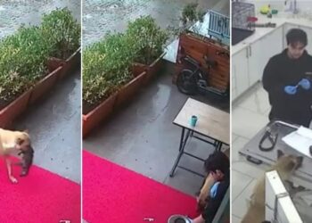 Watch: Mother dog stuns vets in Turkey by carrying her sick pup to the clinic