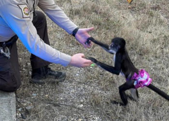 In an incident that local law enforcement described as "bananas," Missouri deputies successfully captured a tutu-wearing spider monkey that had escaped from its home just hours before a severe winter storm hit the area.