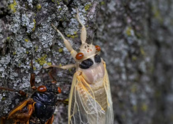 This spring, Americans are bracing for the return of a natural phenomenon dubbed “cicada-geddon.” Brood XIV, one of the largest broods of periodical cicadas, is set to emerge in states including Ohio, Kentucky, Tennessee, Georgia, West Virginia, Virginia, North Carolina, Pennsylvania, New York, and Massachusetts, according to the University of Connecticut.