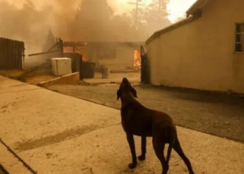 How Altadena’s rescued dog became a hero to other dogs in need