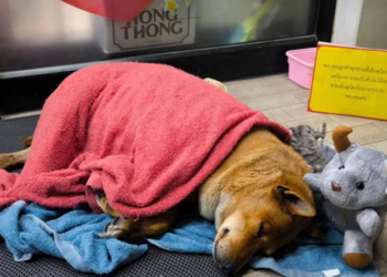 Thailand’s ‘Hachi of Korat’: Loyal dog waits months outside 7-Eleven for deceased owner, a homeless man