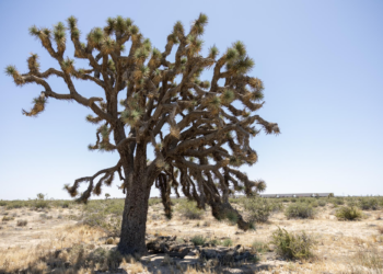 Outrage in Nevada: Thousands of iconic Joshua trees bulldozed to make way for solar farm