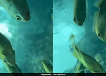 Watch: Woman’s phone falls into the sea, captures stunning underwater footage