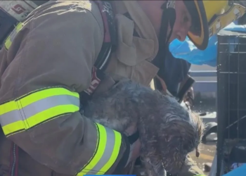 579 animals die from smoke inhalation in Dallas pet shopping center fire