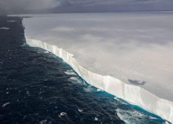 Fears mount as world’s largest iceberg, A23a, nears island in the South Atlantic, putting penguins and seals in danger