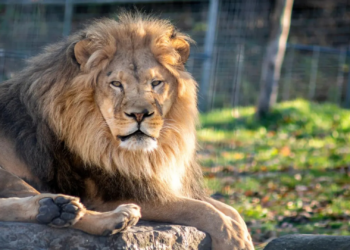 In a shocking incident that underscores the dangers of human interaction with wild animals, a Pakistani man was severely injured after entering a cage to film a lion for a TikTok video. The incident, which occurred in Punjab’s Lahore region, has reignited debates over wildlife safety, the legality of keeping exotic pets, and the rise of social media stunts involving wild animals.