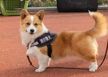 Chinese police dog loses year-end bonus rewards after sleeping on duty and peeing in food bowl
