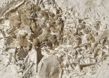 Prehistoric 66-million-year-old vomit discovered in Denmark