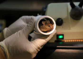 Chinese scientists successfully breed mice with two fathers