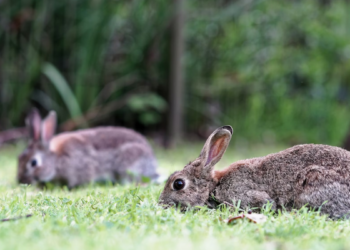 'Rabbit fever,' a rare disease, on the rise in the US: Symptoms, prevention, and fatality rate