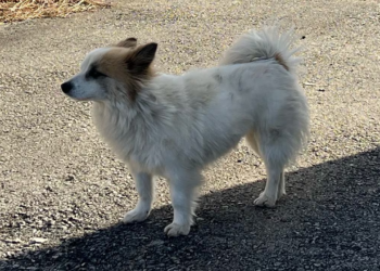 Pet dog left homeless after losing 9 family members in Jeju Air crash rescued by animal rights group