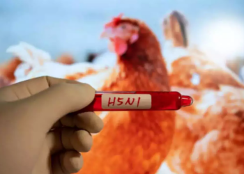 HMPV, bird flu, norovirus: Which virus poses biggest threat to US?