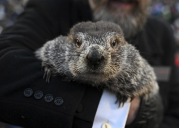 Scientists question accuracy of famous groundhog’s weather forecasts