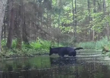 Two rare black wolves captured on camera in Polish forest