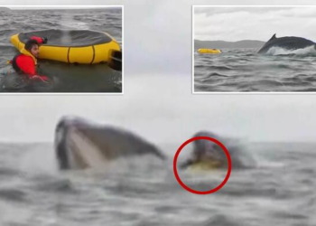 Watch: Humpback whale accidentally swallows Kayaker, then spits him out