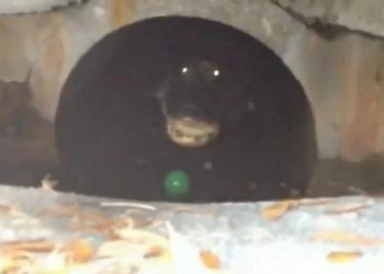 Florida's sewer system is full of alligators: Study