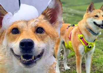 Highway workers in China under fire for eating pet dog