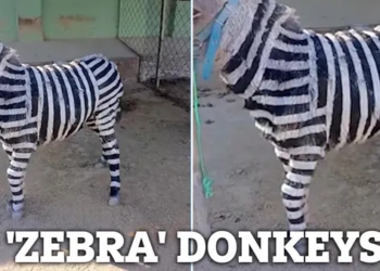 Chinese zoo admits to painting donkeys to look like zebras