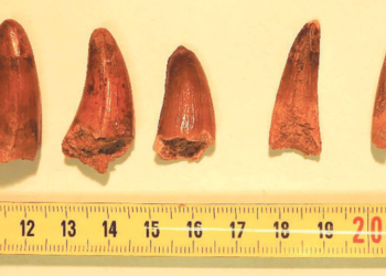 French customs seize dinosaur teeth found in lorry