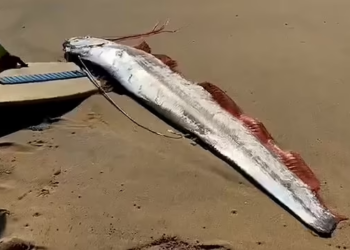 Oarfish sighting in Mexico sparks earthquake fears