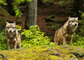 Study claims wolves could help Scotland fight climate change: Here’s how