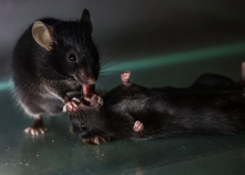 Lab mice appear to offer ‘first aid’ care to injured companions: A surprising discovery in rodent empathy