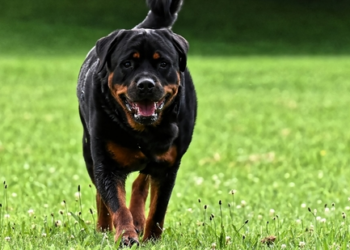 Russia: Heroic mother protects child with her body in Rottweiler attack