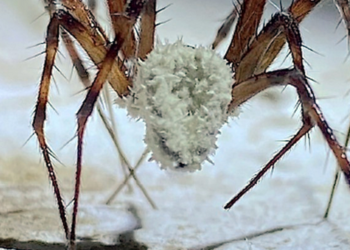 Fungus-infected ‘zombie spiders’ discovered in Irish caves