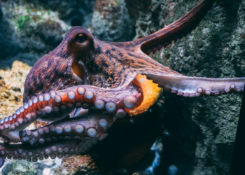 Octopuses may possess the oldest known sex chromosomes in the animal kingdom