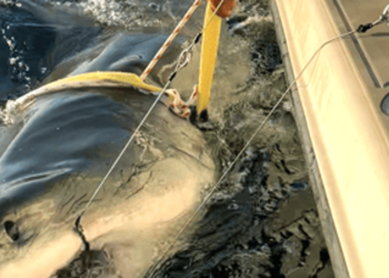 Largest shark ever tagged by research group swimming off the Florida coast