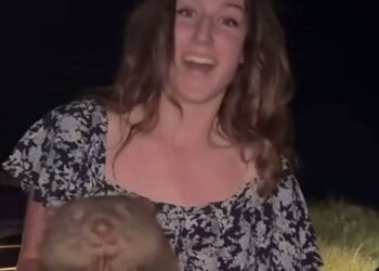 Australian officials probe US influencer’s visa after she took baby wombat from mother in viral video