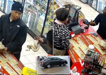 Watch: Thieves use pythons to distract clerk in Tennessee gas station heist
