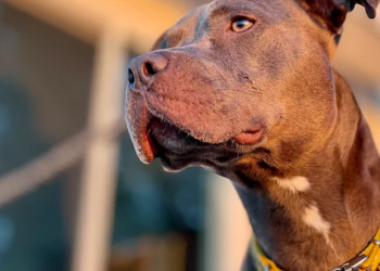 Ohio woman mauled to death by pit bulls that had ingested cocaine
