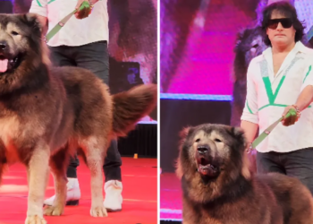 most expensive dog