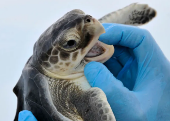 Trump’s foreign aid freeze leaves critically endangered sea turtle stranded