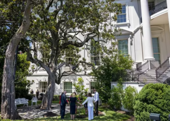 Trump to remove historic Southern Magnolia tree from White House