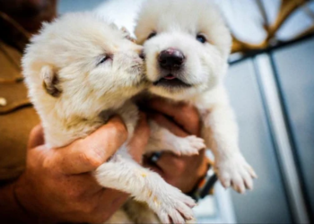 Extinct dire wolves return after 12,000 years: Three pups born in US lab