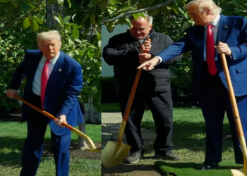 Jackson Magnolia removed: Trump plants new sapling at historic White House site