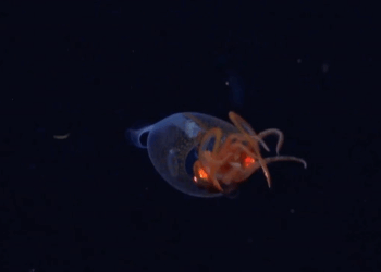Watch: Scientists capture first-ever video of colossal squid swimming freely in deep ocean