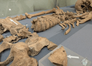 Bite marks on gladiator bones reveal first physical evidence of combat with lions
