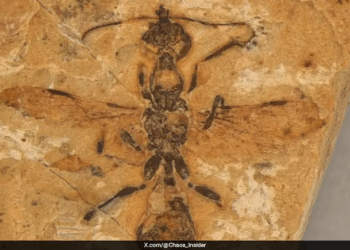 Hell Ant fossil