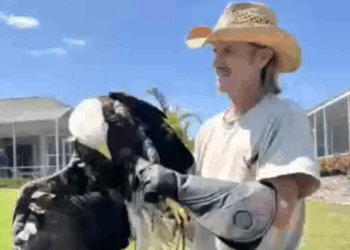 Watch: Heroic Florida man braves alligator-infested lake to rescue wounded American bald eagle