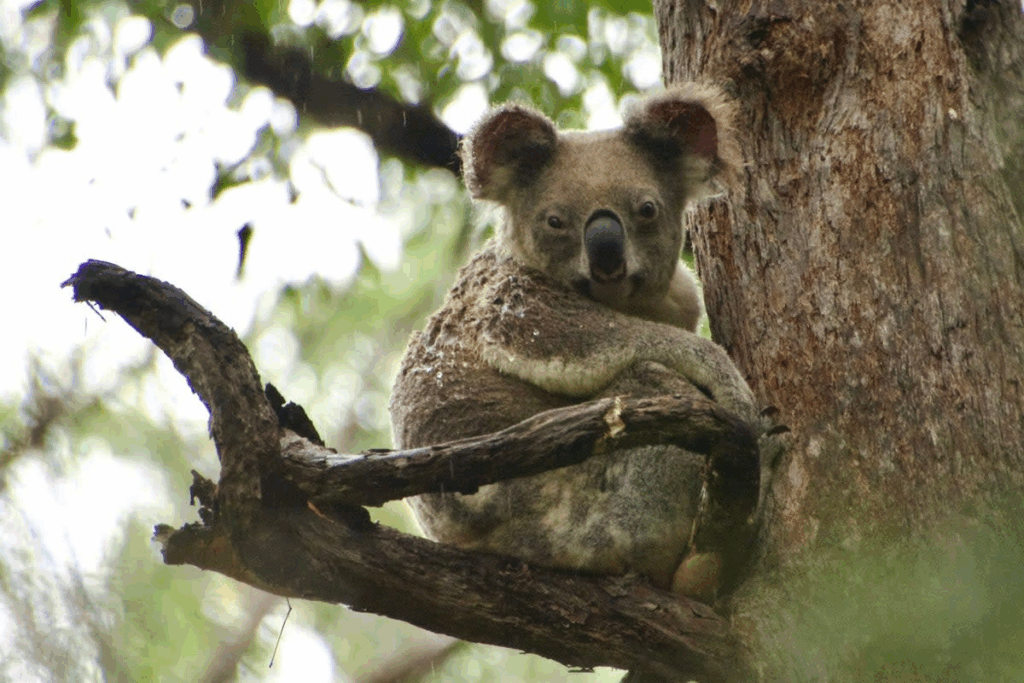 Wildlife advocates condemn helicopter shooting of marsupials at Budj Bim National Park