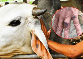 Thailand announces the first fatality from anthrax in decades, with hundreds perhaps at risk