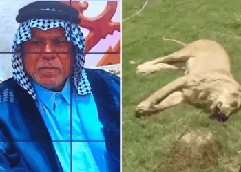 Iraqi man mauled to death, eaten by his own pet lion