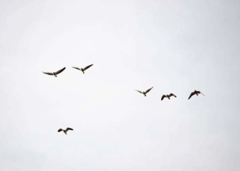 Residents of California town baffled by mysterious exploding birds