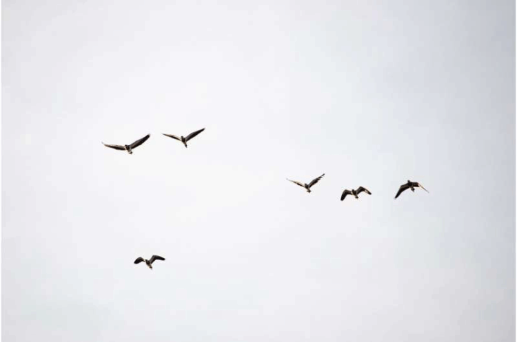 Residents of California town baffled by mysterious exploding birds ...