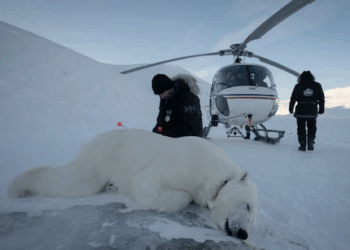 Polar Bear